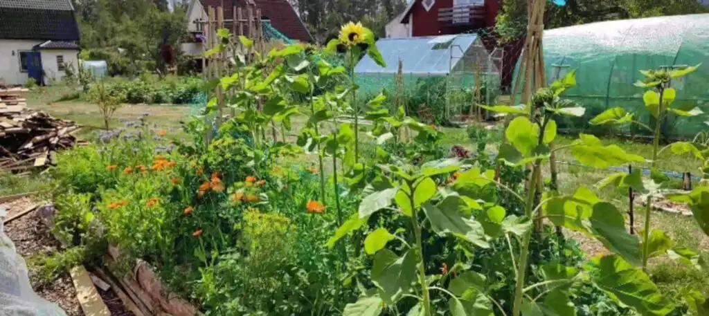 Gartenblick beim Emil hemma in Småland