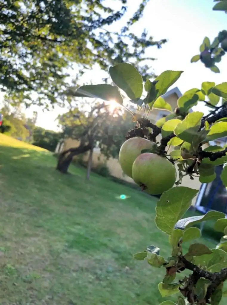 Naturgarten mit Obstbäumen am Ferienhaus Villa Obstgarten in Mörlunda Småland