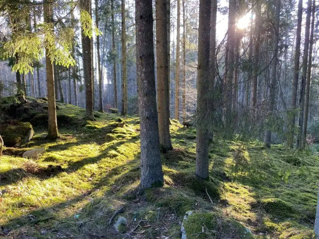 Landschaft