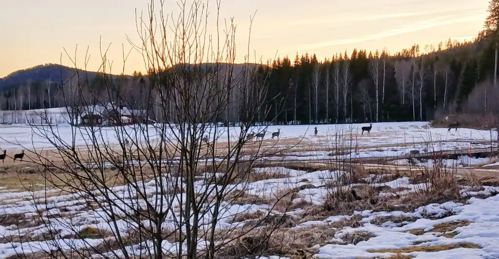 Winterlandschaft bei Hammarstrand – verschneite Felder und Wälder in Jämtland