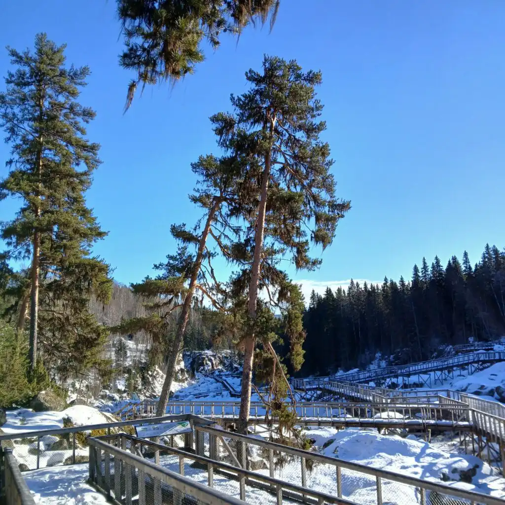 Winterliche Waldlandschaft bei Hammarstrand – Natur in Nordschweden