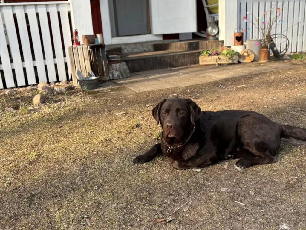 Hund im Garten der Ferienwohnung Stationskontor im alten Bahnhof