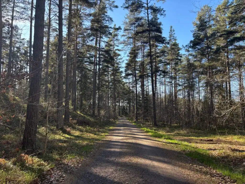 Waldlandschaft bei Hus Bockara in Bockara, Småland