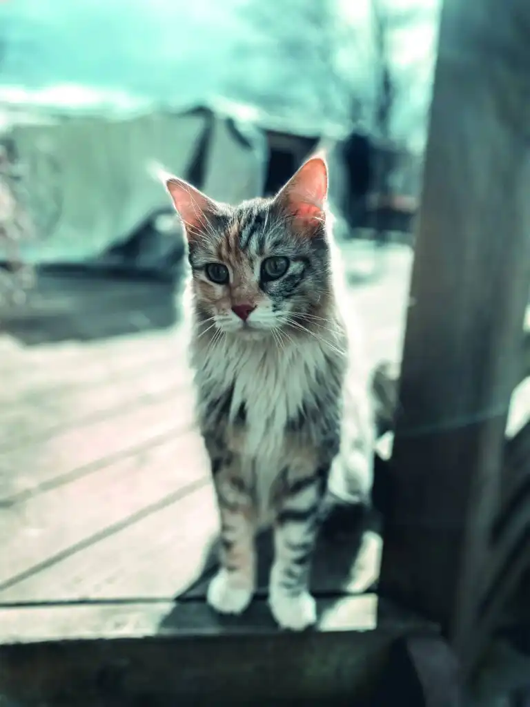 Katze auf der Damwildfarm bei Villa Hjortlund Ferienhaus in Tyringe Skåne