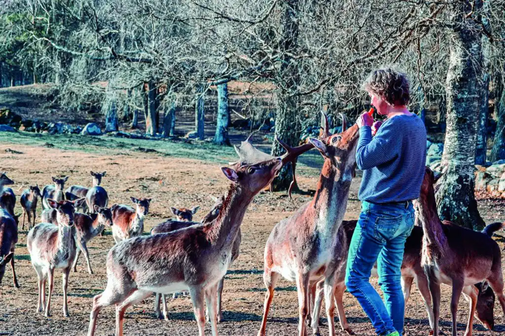 Damwild auf der Farm rund um das Ferienhaus Villa Hjortlund in Tyringe Skåne