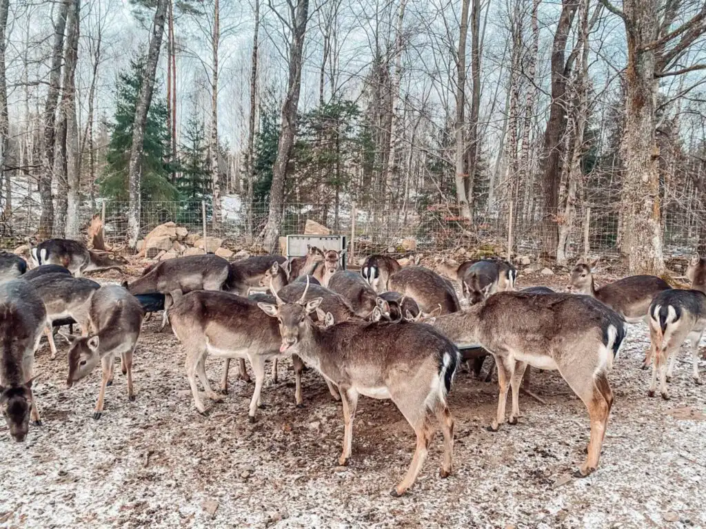 Damwild auf der Farm rund um die Ferienwohnung Loftet Vildmark in Tyringe