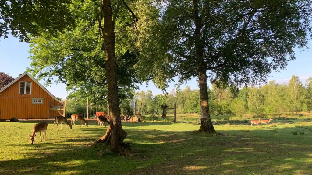 Naturgrundstück und Garten am Chalet Hjortblick