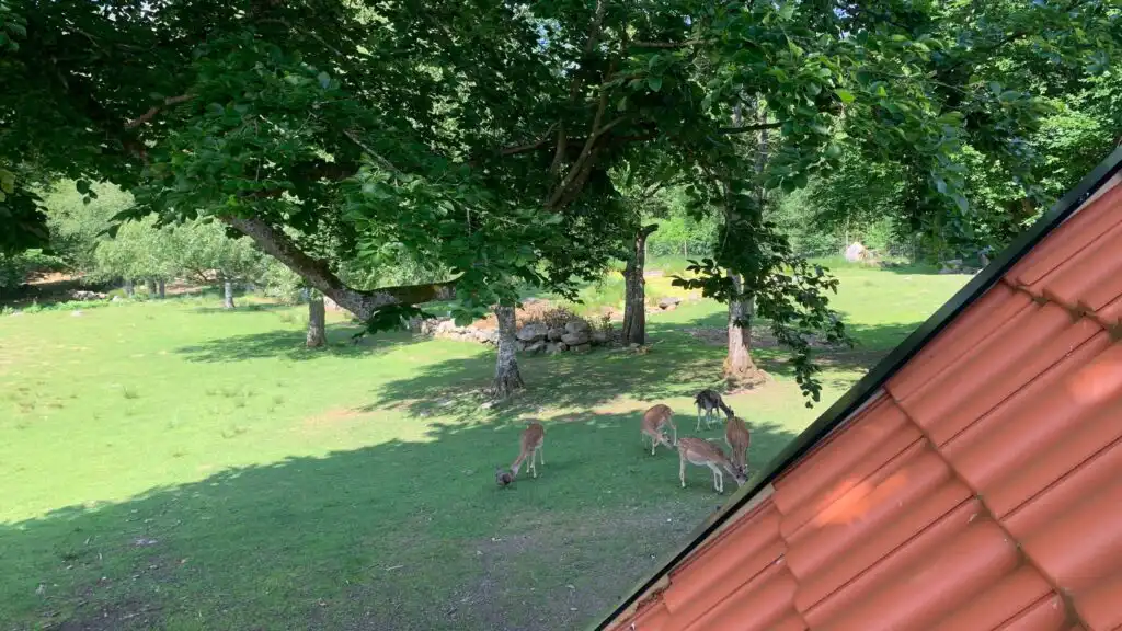Blick aus dem Chalet in die Natur