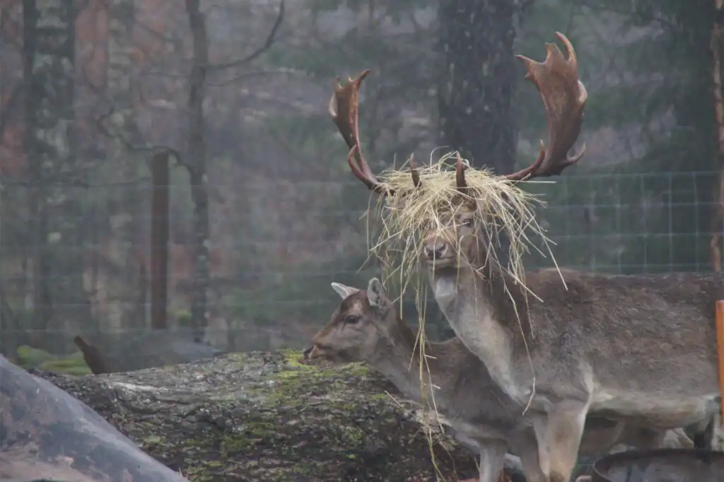 Damwild auf der Farm beim Chalet Hjortblick