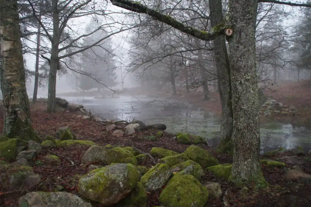 Mystischer Wald in der Natur rund um Tyringe