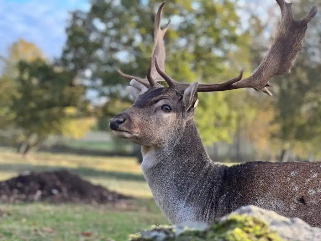 Damwild auf der Farm beim Chalet Hjortblick
