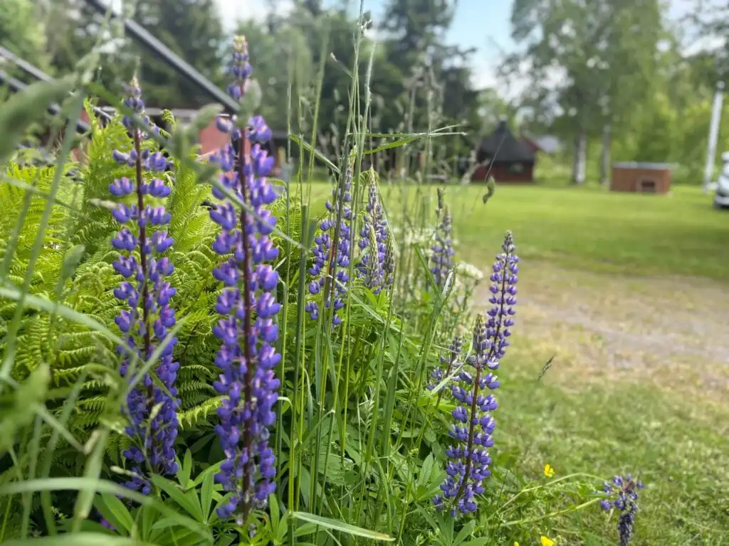 Gartenblumen auf dem Grundstück der Ferienwohnung Liljekonvalj in Filipstad – Natur in Värmland