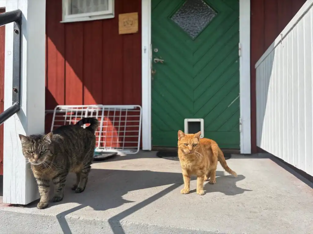 Eingang der Ferienwohnung Liljekonvalj in Filipstad mit Hund – hundefreundliche Unterkunft in Värmland