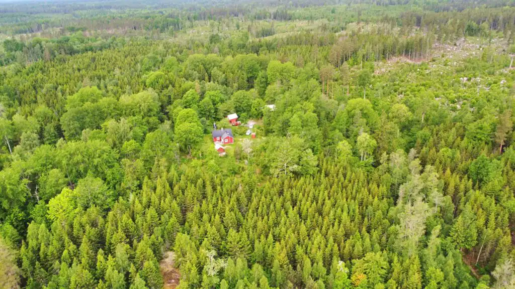 Waldlandschaft rund um Hus Hällemåla – Ferienhaus mitten im schwedischen Wald