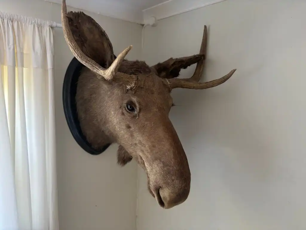 Dekoratives Detail mit Hirschgeweih im Ferienhaus Bokhultet im Naturreservat Bokhultet