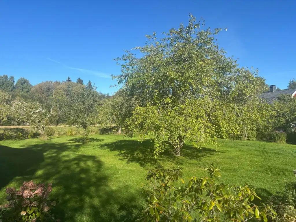 Garten und Umgebung beim Ferienhaus Hus Brobacka – ruhige Lage zwischen Vänern und Vättern