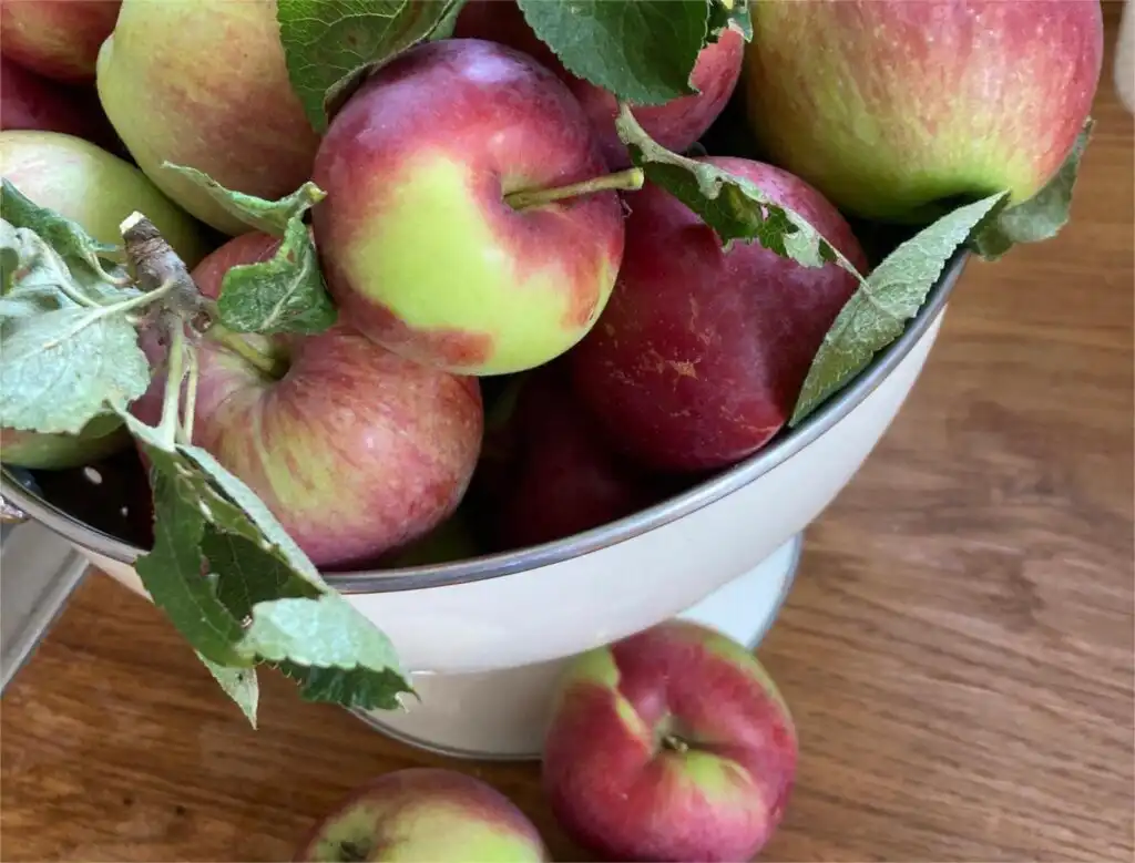 Äpfel aus der Region Blekinge nahe dem Ferienhaus Vara Hemma