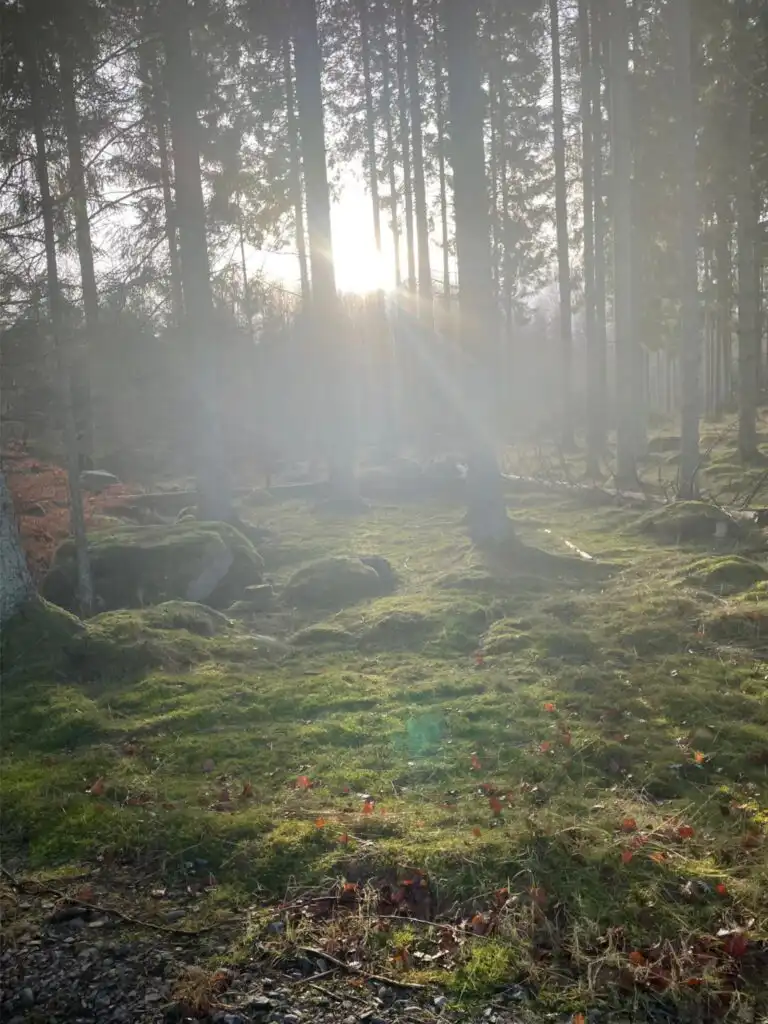 Morgennebel im Wald in Blekinge nahe dem Ferienhaus Vara Hemma