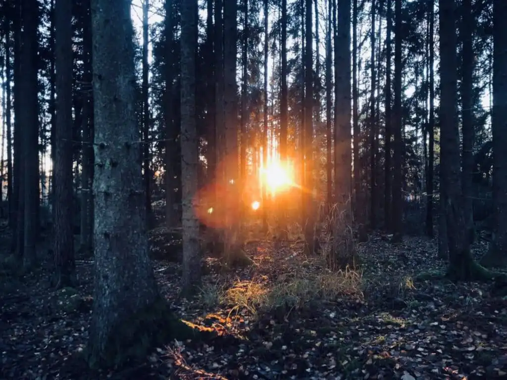 Abendstimmung im schwedischen Wald bei der Villa Skogsfred