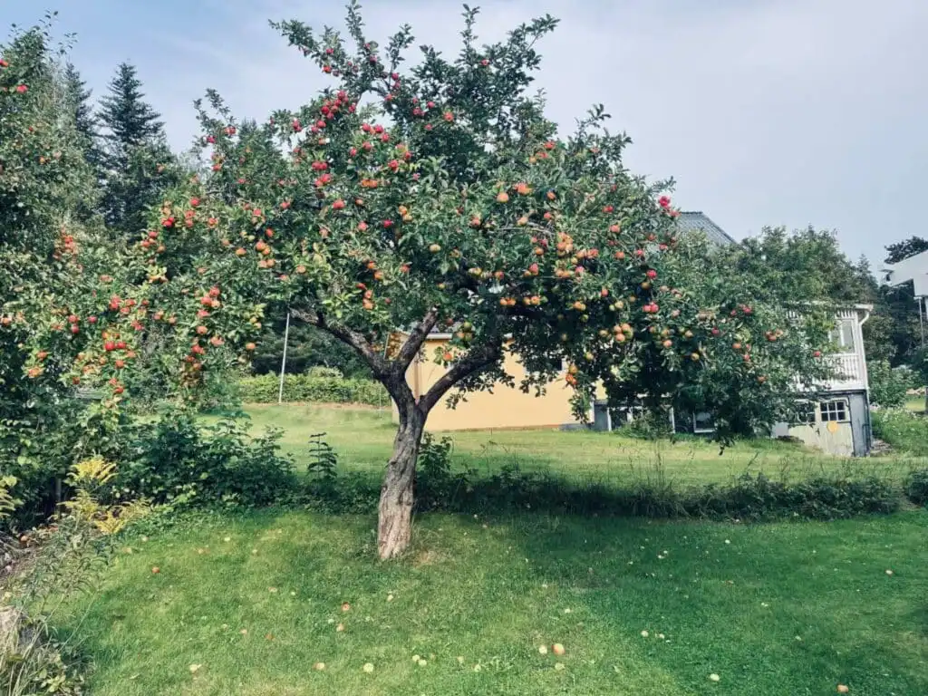Gartenblick auf das Grundstück der Villa Skogsfred