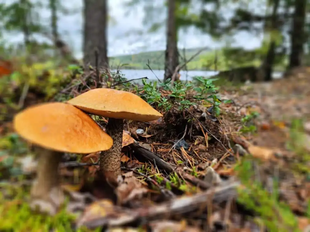 Pilze im Wald bei Fredriksberg – Natur und Outdooraktivitäten nahe Säfsen