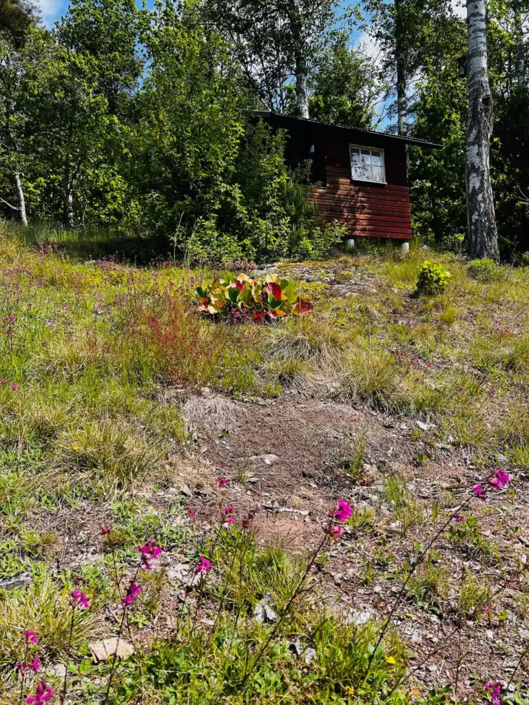 Heidelandschaft in Småland nahe Hus Mio bei Vimmerby