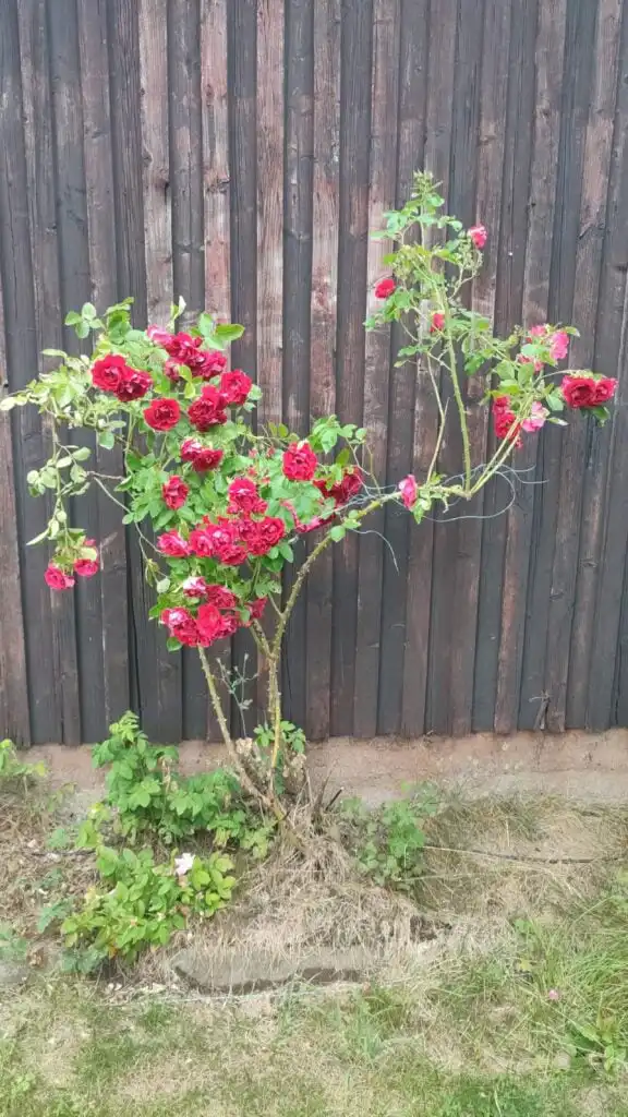 Garten mit Blumen am Familienhaus Ryd – Ferienhaus mit großem Grundstück in Ryd in Småland