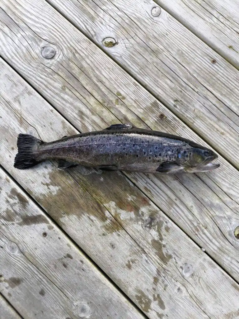 Angeln in Schweden Fisch am Steg Indalsälven Jämtland