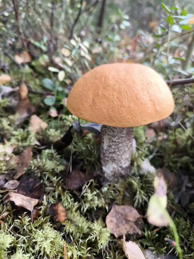 Pilze sammeln im Wald Jämtland Schweden Natururlaub