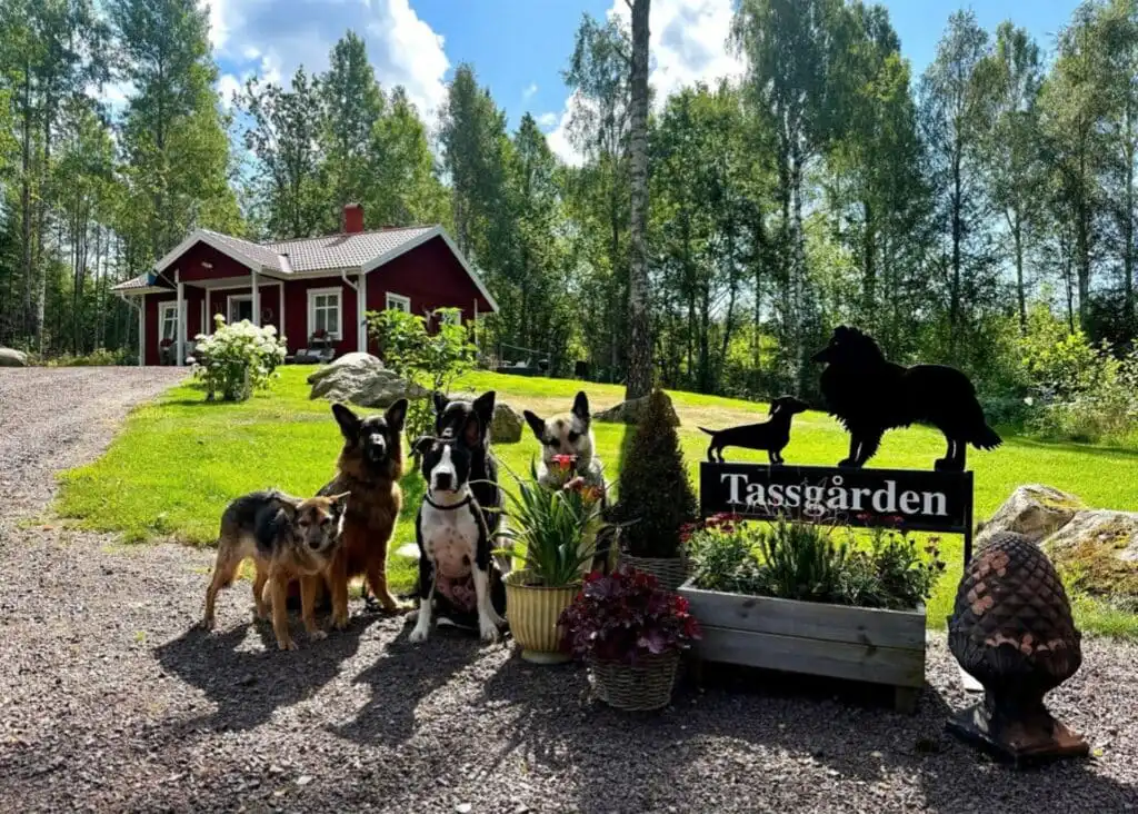 Hunde vor dem Ferienhaus im eingezäunten Garten in Schweden