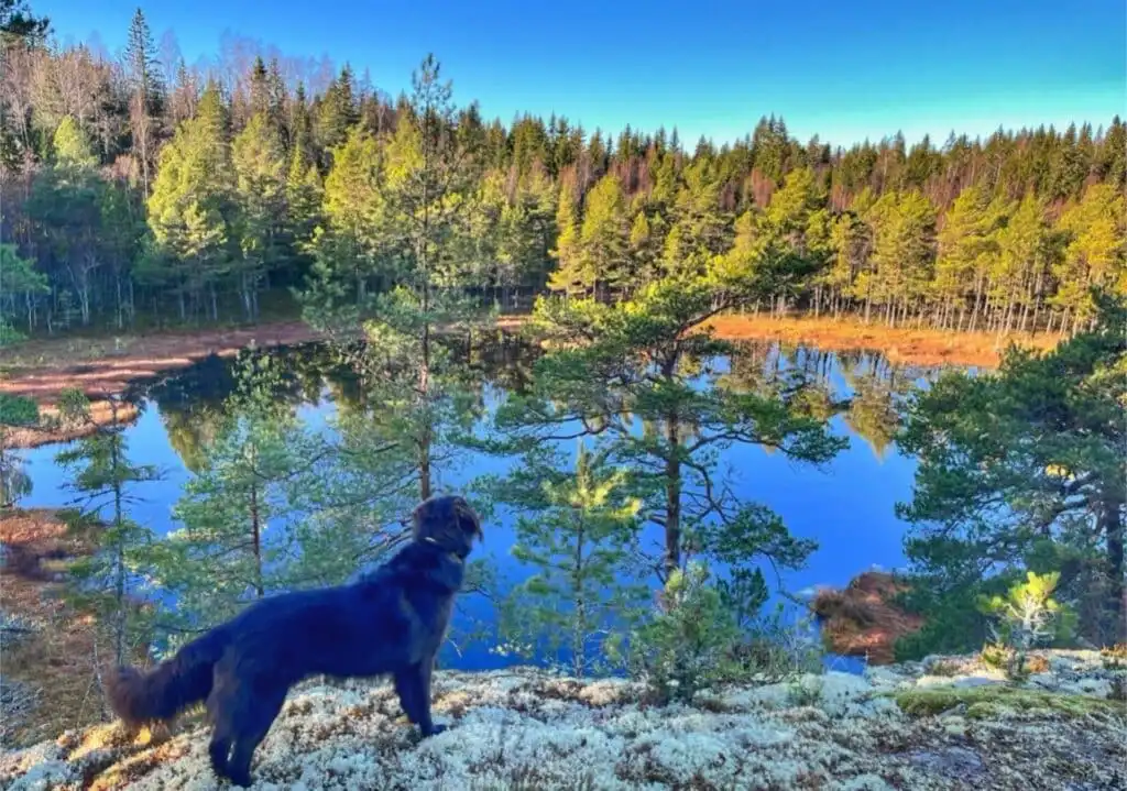 Hund am See in der Natur nahe dem Ferienhaus in Småland
