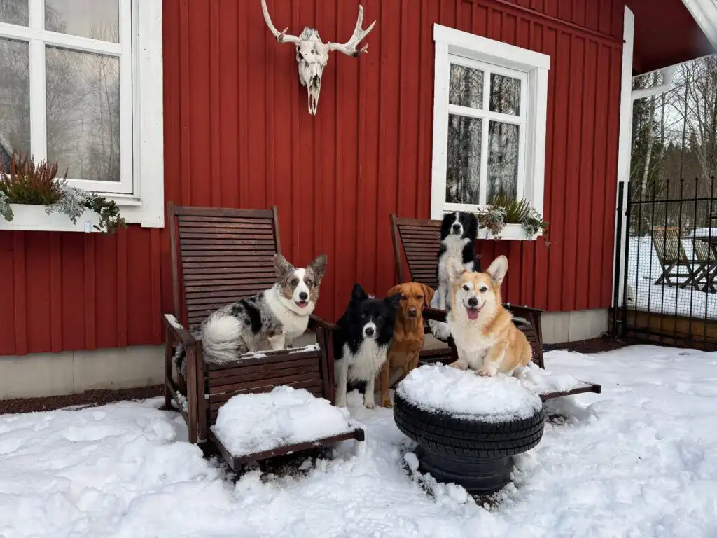 Hunde im Schnee auf Terasse