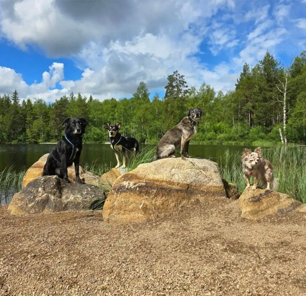 Hunde beim Spielen in der Natur rund um das Ferienhaus