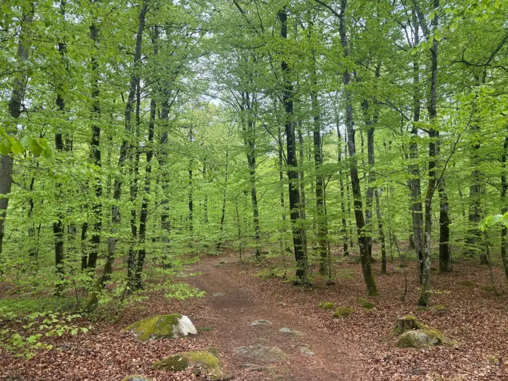 Waldweg durch die Wälder Smålands nahe dem CIRCUITUS Ferienhaus