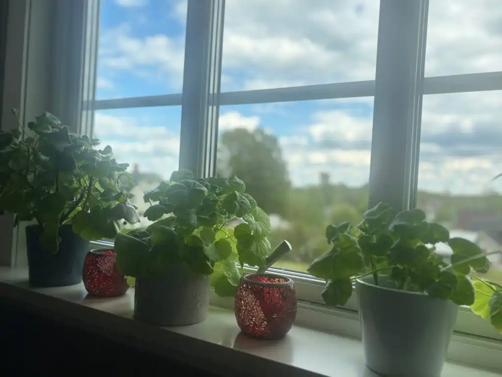 Fensterplatz mit Pflanzen und Gartenblick im Ferienhaus