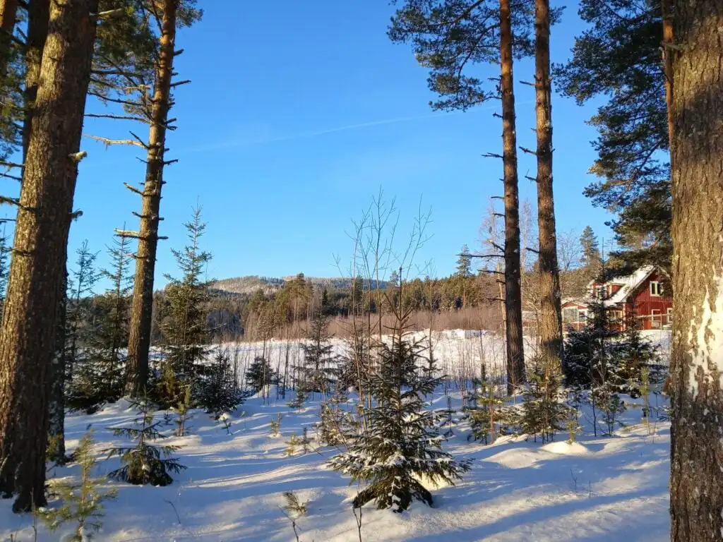 Winterlandschaft rund um Hammarstrand – Wälder und Natur in Jämtland