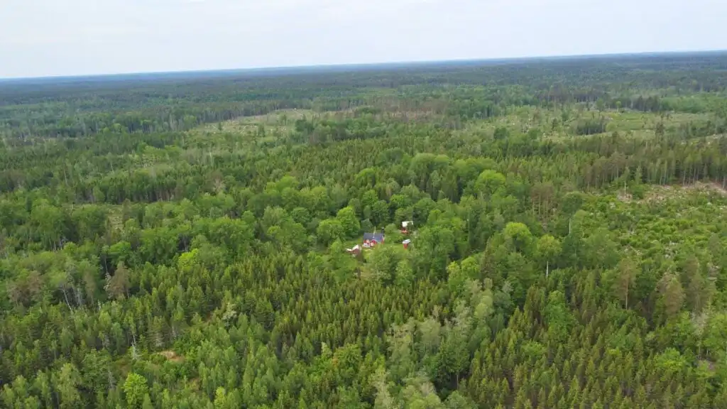 Wälder in der Umgebung von Hus Hällemåla – typische Natur in Småland