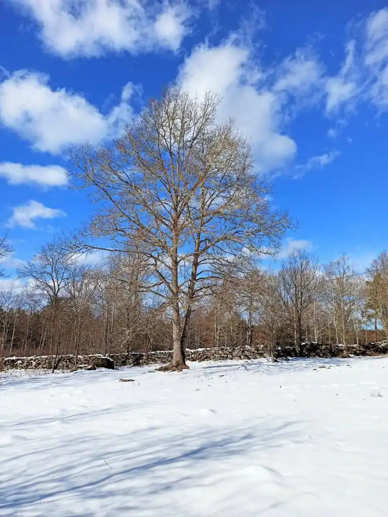 Winterlandschaft am See Örsjön in Småland