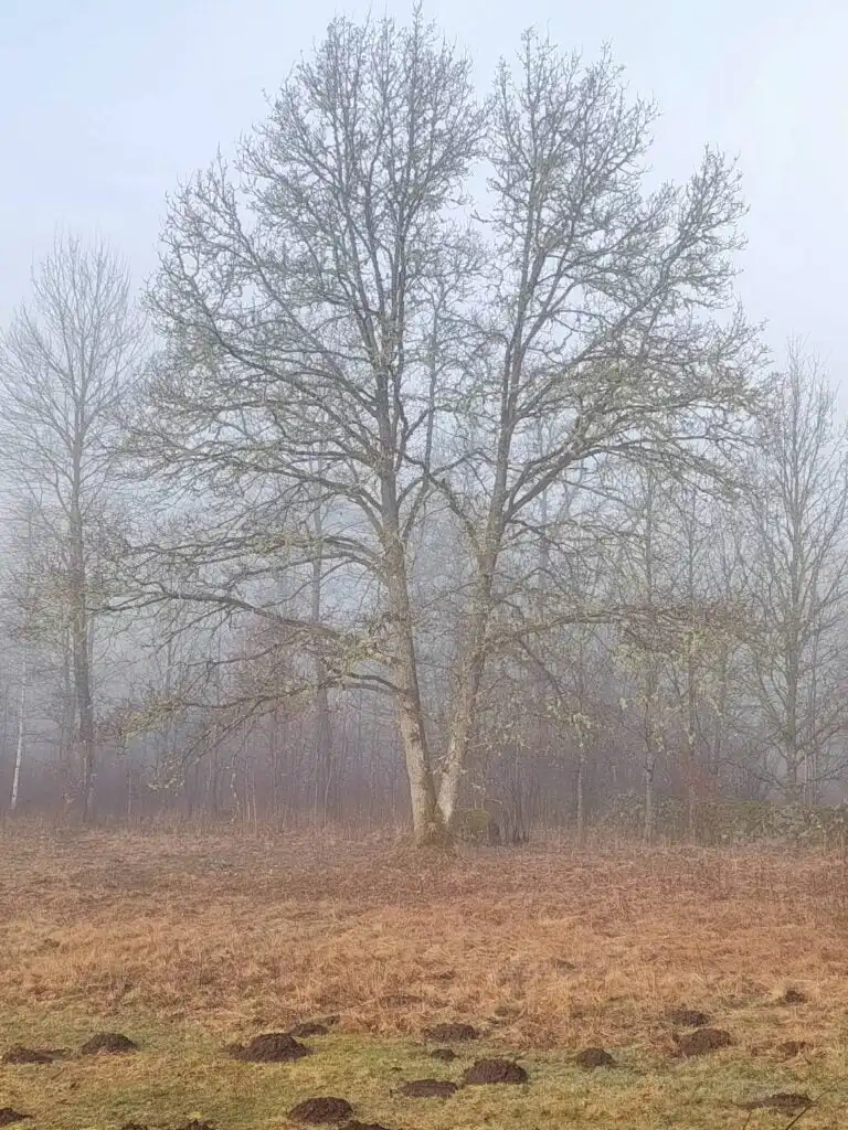 Morgennebel über der Landschaft bei Kalvshult in Småland