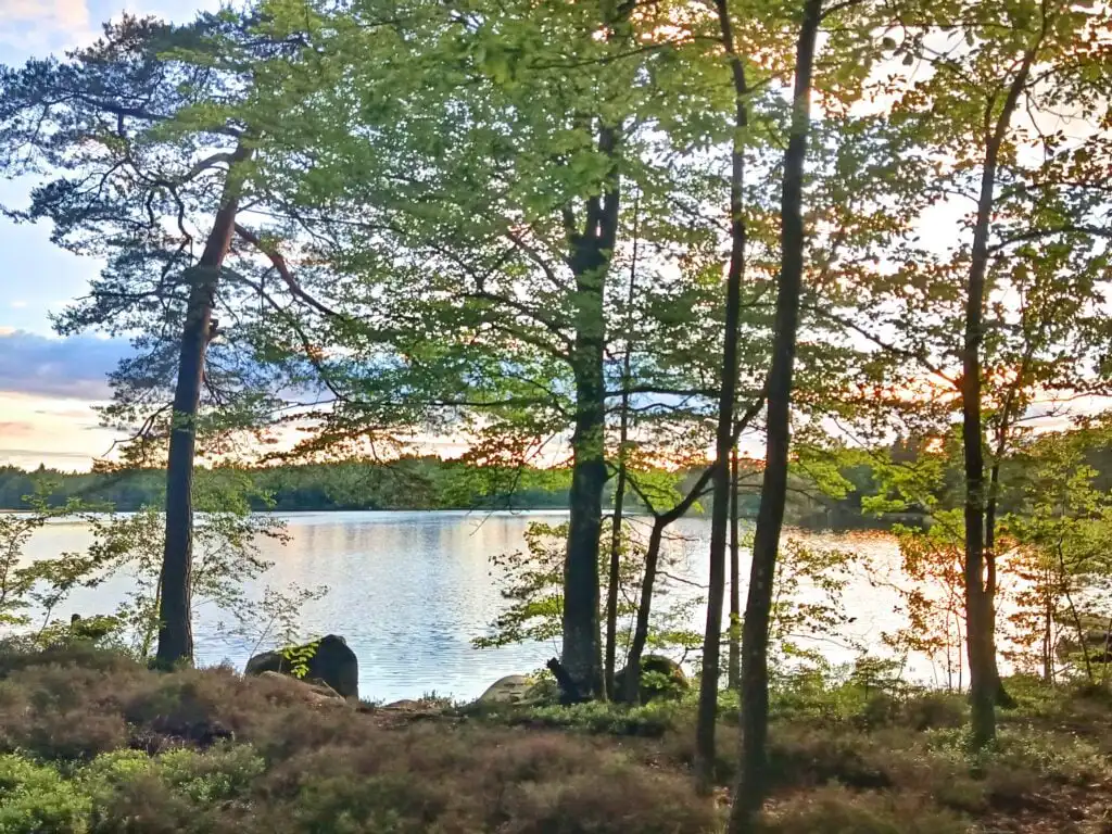 Naturufer am See Örsjön in Småland