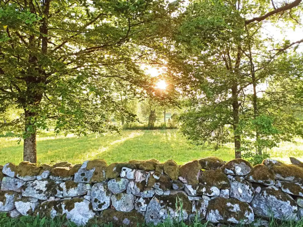 Sonnenlicht im Wald bei Kalvshult in Småland