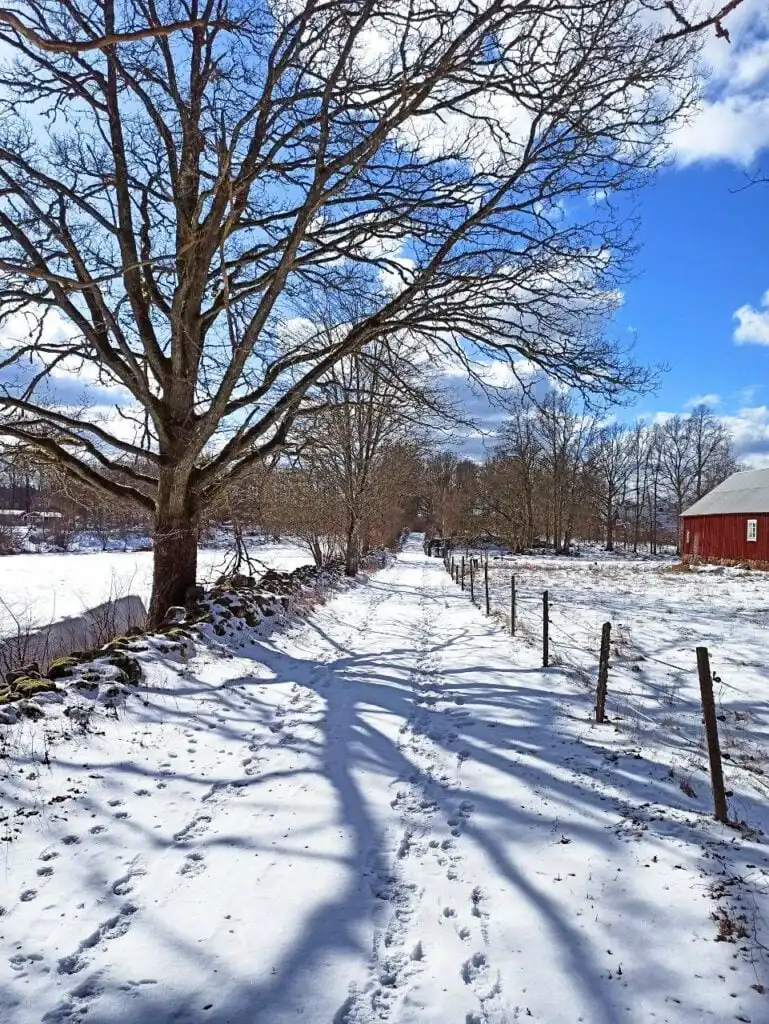 Winterlandschaft am Örsjön in Südschweden