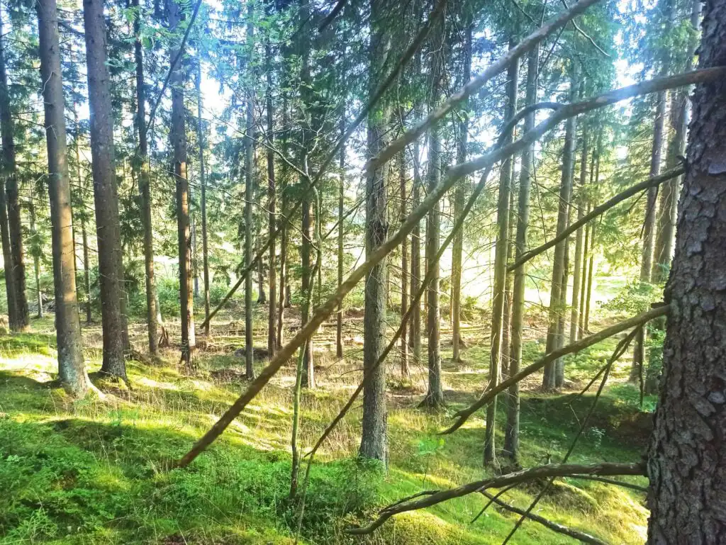 Kiefernwald rund um das Ferienhaus Solkullen i Kalvshult