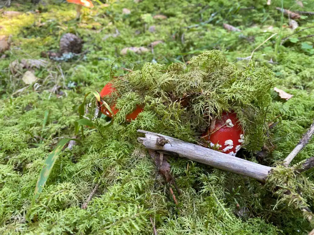 Beeren im großen Naturgarten des Little Owl House in Småland