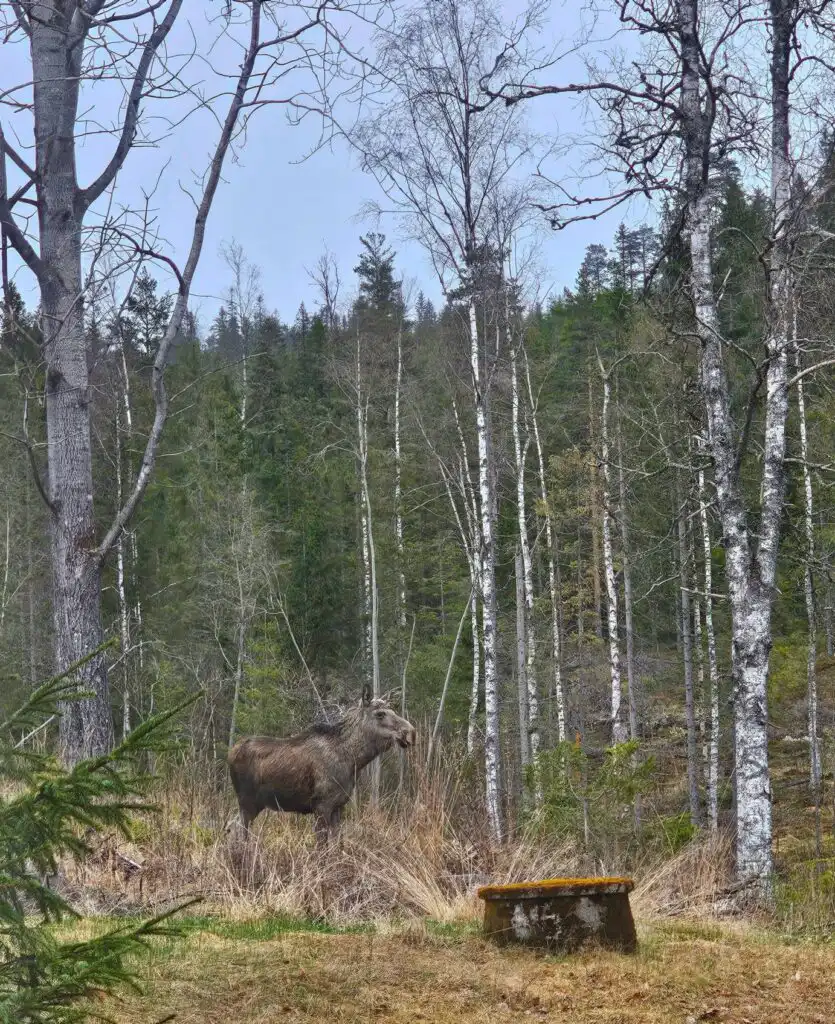 Waldlandschaft rund um Häxens Hus in Dalarna