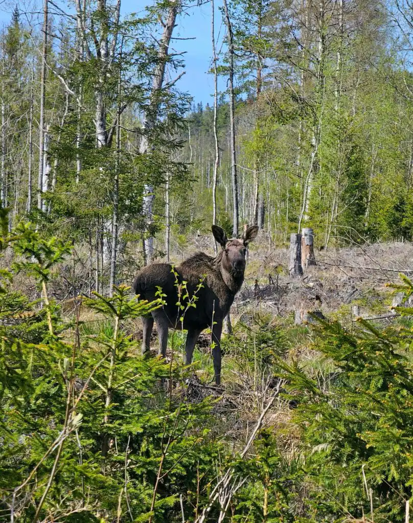 Elch in der Natur nahe Häxens Hus in Dalarna
