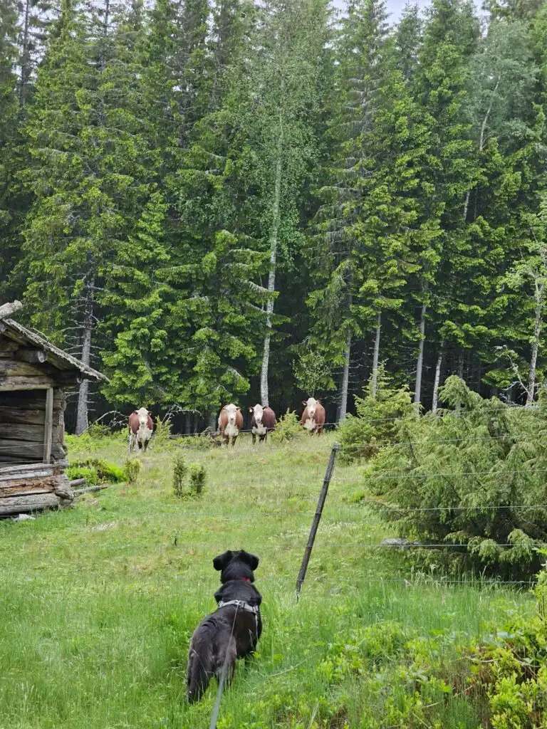 Hund im Garten von Häxens Hus in Dalarna
