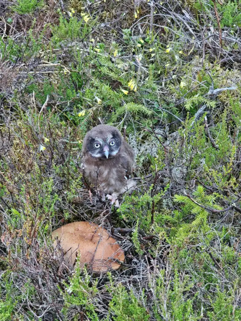 Pilze im Wald rund um Häxens Hus