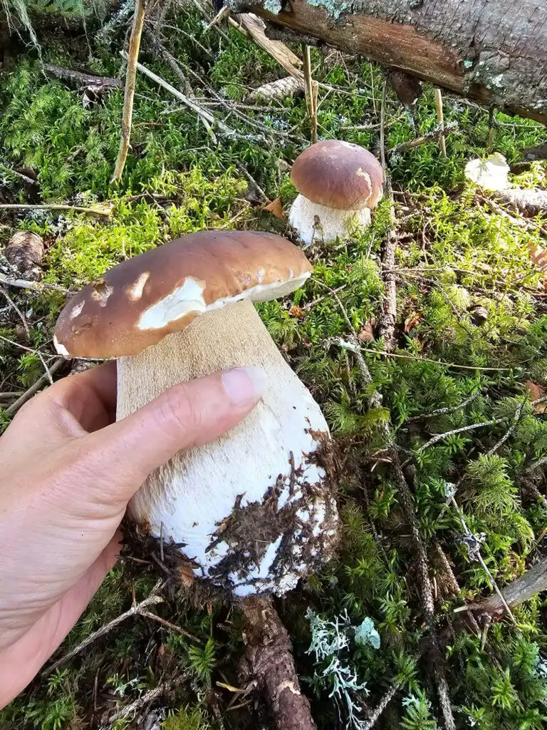 Pilze sammeln rund um Häxens Hus in Dalarna