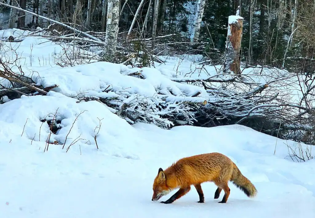 Fuchs im winterlichen Wald nahe Häxens Hus in Dalarna